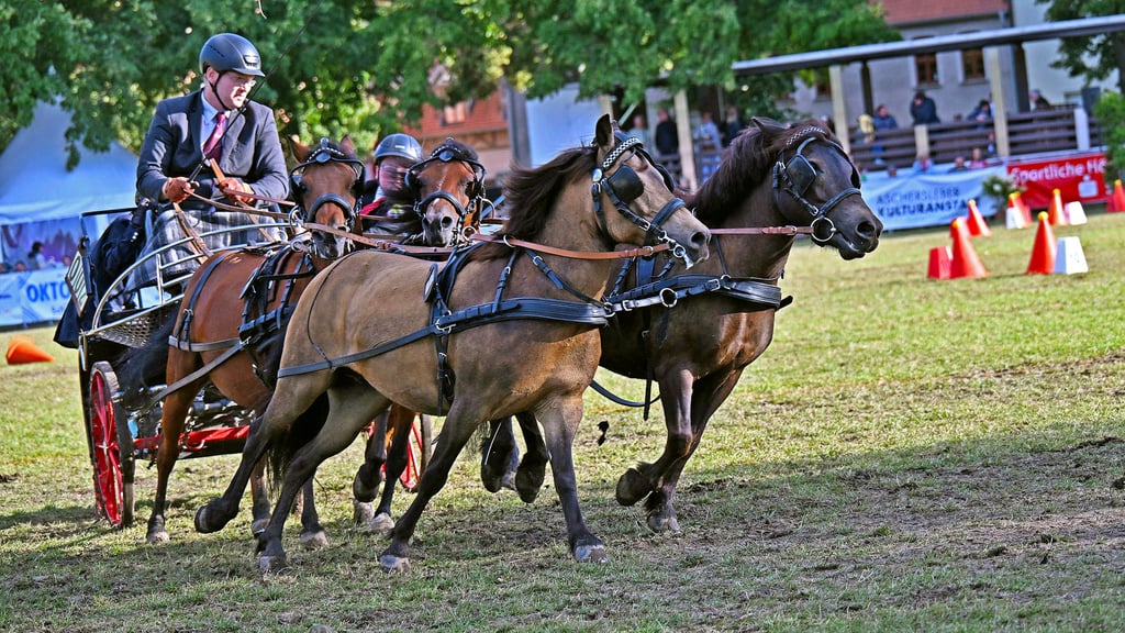 Die Vierspänner-Ponys geben richtig Gas beim Hindernisfahren.
