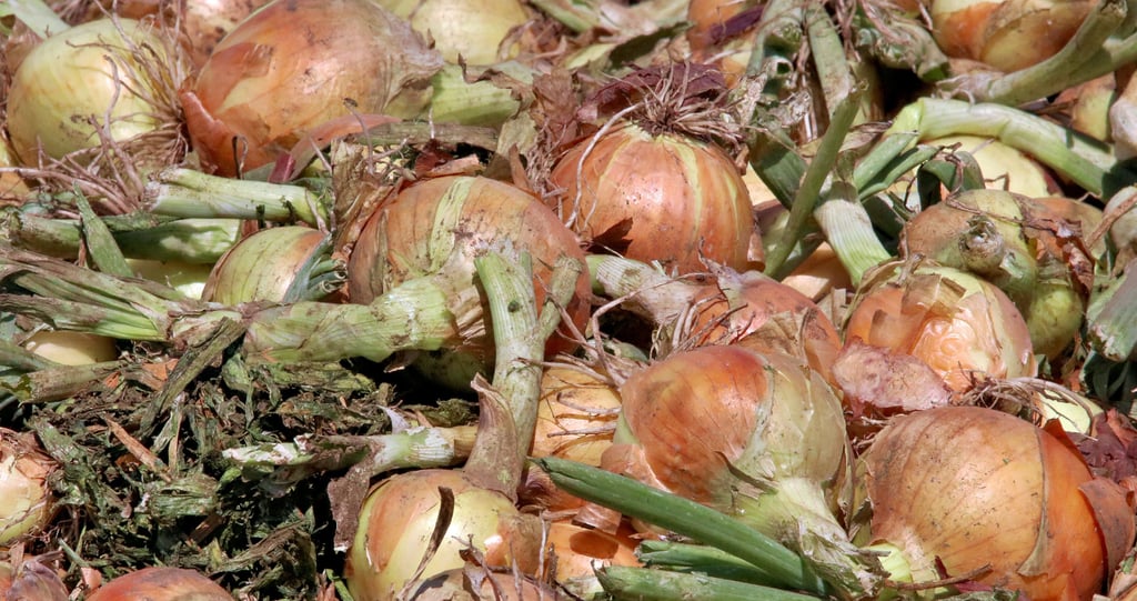 Die Zwiebelernete ist eine Sache für sich. Erst wird das Kraut abgeschlagen und nach einer Ruhephase werden die Zwiebeln erst vom Feld geholt.