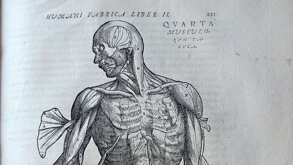 So zeichnete Vesalius den Menschen (Bildausschnitt).