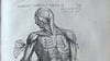 So zeichnete Vesalius den Menschen (Bildausschnitt).