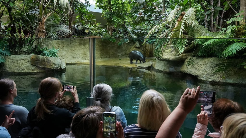 Besucher fotografieren das Flusspferd Toni im Berliner Zoo.