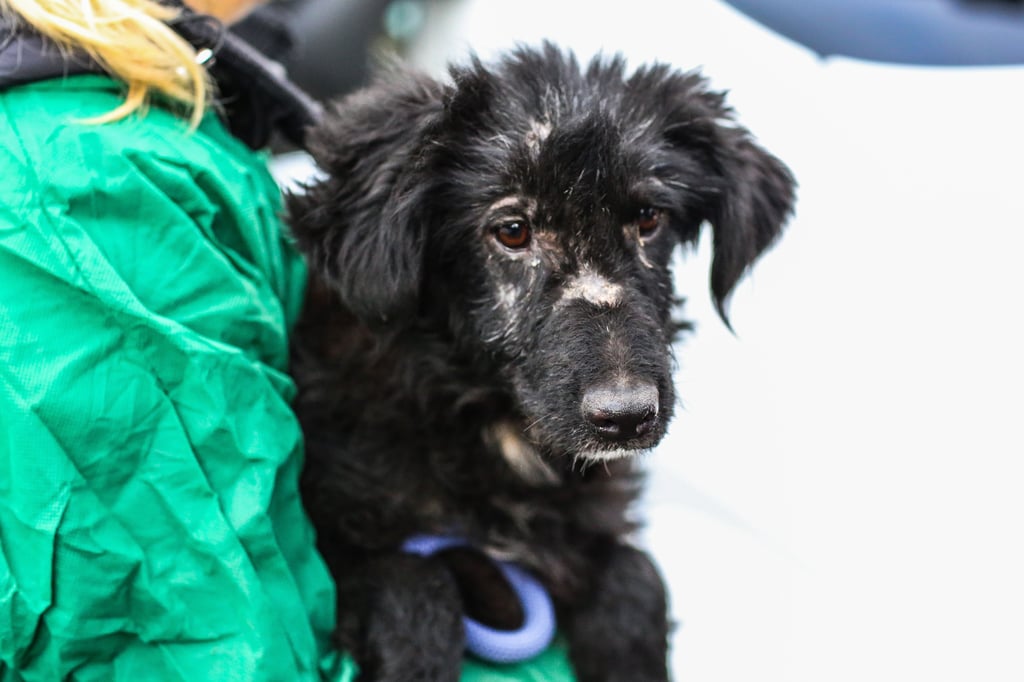 Kurz vor Weihnachten wurden aus einer Hundepension bei Bad Lauchstädt über 100 größtenteils verwahrloste Hunde gerettet. Noch immer ist der Fall nicht abgeschlossen.
