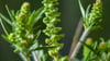 Ambrosia-Pollen können schon in kleinen Mengen heftige allergische Reaktionen auslösen. (Archivbild)