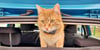 Chili, die verunglückte Katze, mit einem GPS-Tracker am Halsband, über den ihr Standort bestimmt werden konnte.