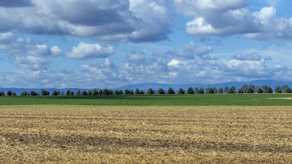 Die sonnige Ruhe vor dem Sturm: In Sachsen-Anhalt kehren ab Wochenmitte Schauer und Gewitter ein.