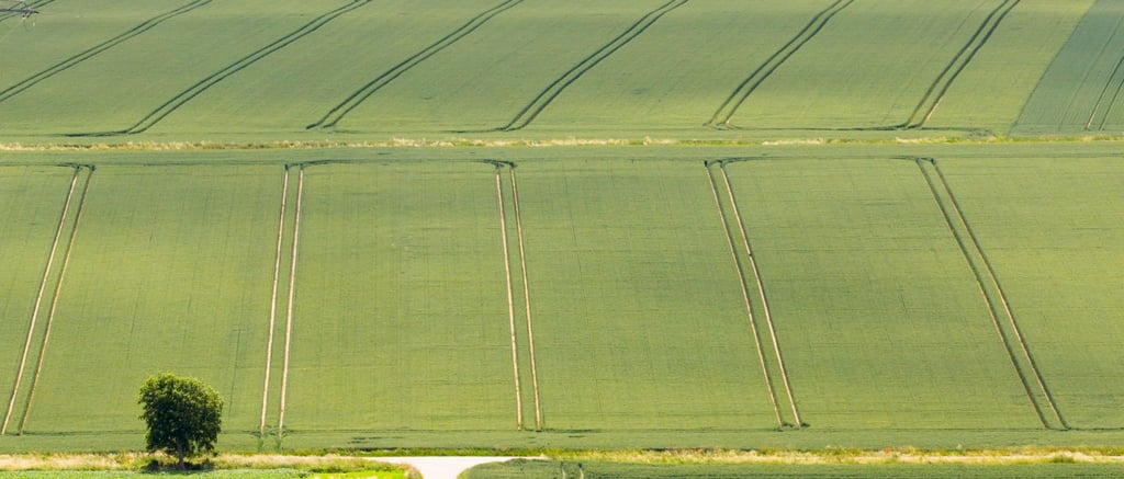 Die Bauern sind trotz Wetterstress mit der Getreide- und Rapsernte zufrieden.