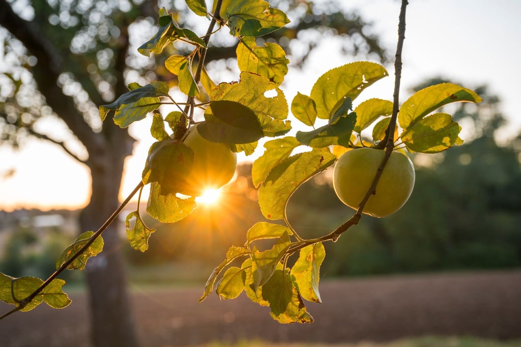 Die Sonne zeigt sich bis zur Wochenmitte noch öfter in Deutschland.