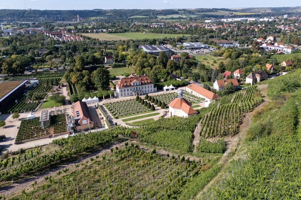 Die Weinlese in Sachsen beginnt.