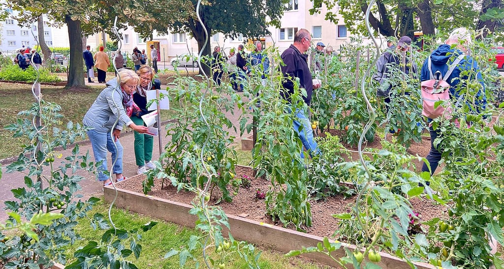 Im Tomatengarten sind 150 Sorten herangereift.