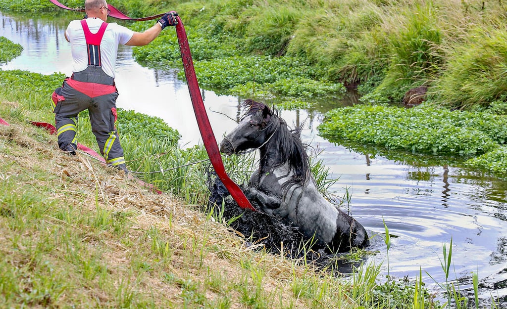 Mehrere Versuche, das Tier aus dem schlammigen Wasser zu ziehen, scheiterten.