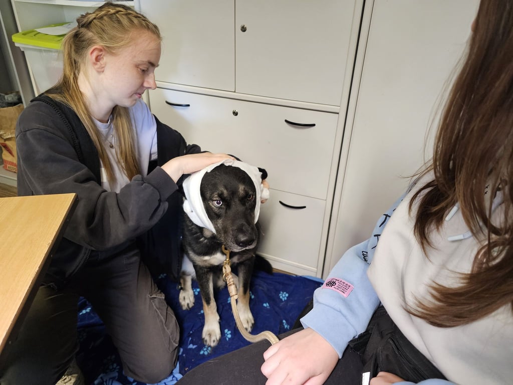 Hundebesitzer sollten für den Notfall vorbereitet sein.