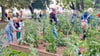 Im Ascherslebener Tomatengarten sind 150 Sorten herangereift.