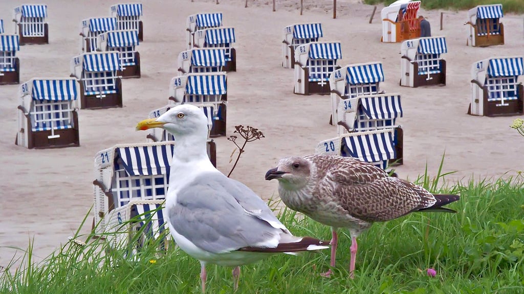 Möwen bringt man normalerweise mit Strand und Meer in Verbindung. Man findet sie aber auch im Salzlandkreis.