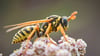 Wespen sind am Esstisch ungebetene Gäste. Für den richtigen Umgang mit den Tieren gibt der Naturschutzbund hilfreiche Tipps.