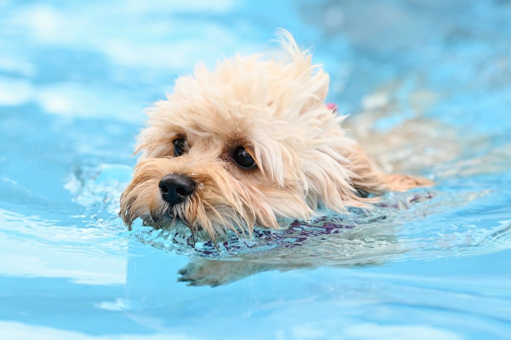 Erstmals dürfen zum Saisonabschluss auch in Berlin Hunde in zwei Freibädern ins Wasser. (Symbolbild)