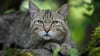 Der BUND zeigt sich erfreut über das Comeback der Wildkatze im Vogtland. (Symbolbild)