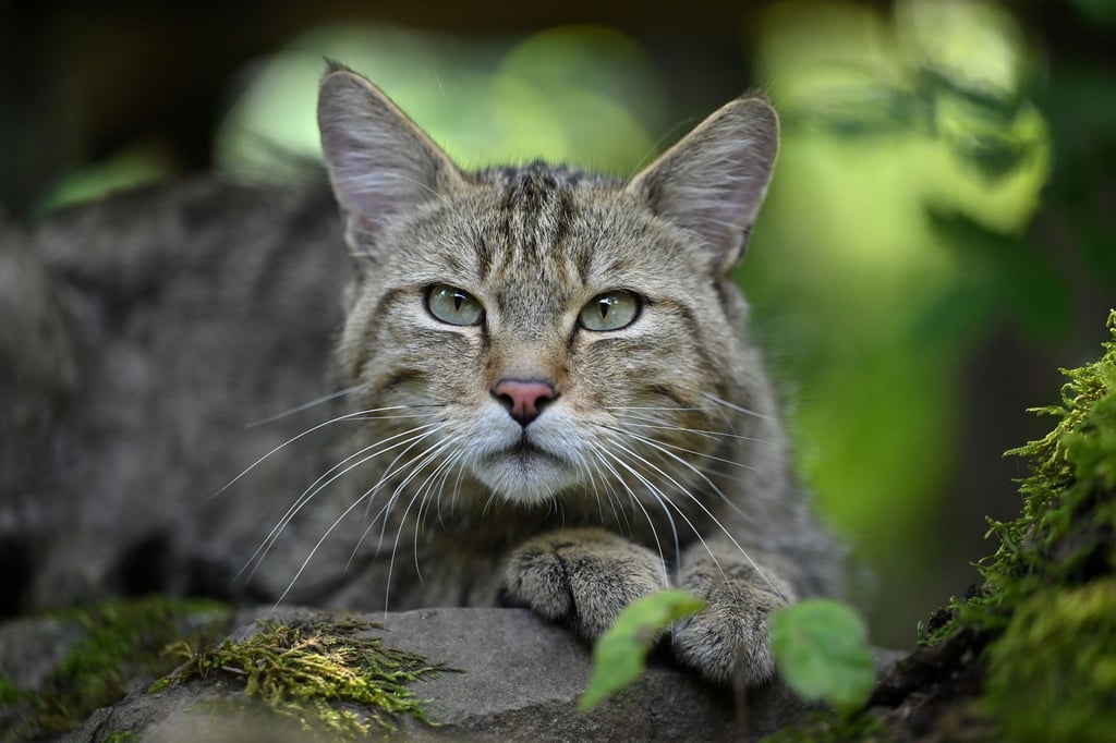 Der BUND zeigt sich erfreut über das Comeback der Wildkatze im Vogtland. (Symbolbild)