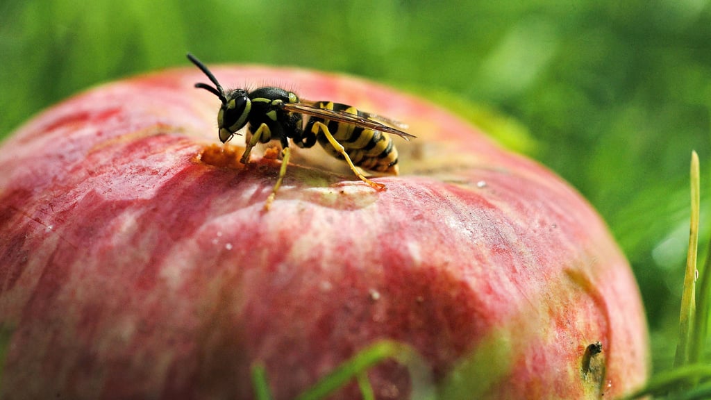 Wespen treten 2025 in größerer Zahl auf als in den Vorjahren.