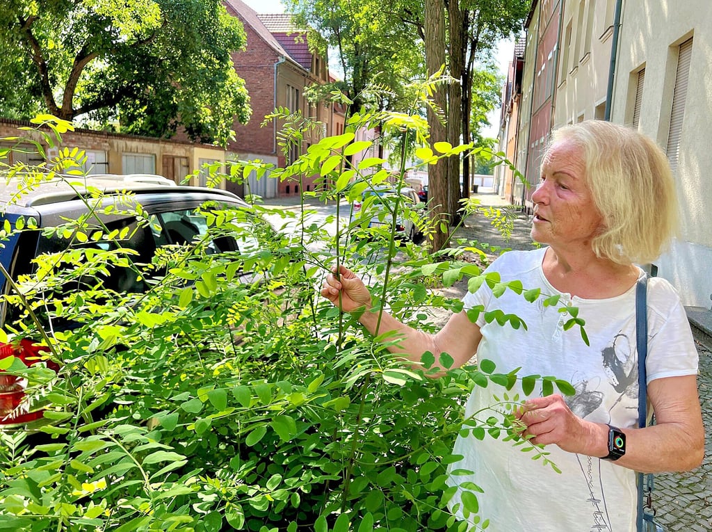 Maria Richter wundert sich über den starken Austrieb angeblich kranker Kugelrobinien, die im März auf der Schulstraße in Bernburg gefällt wurden.