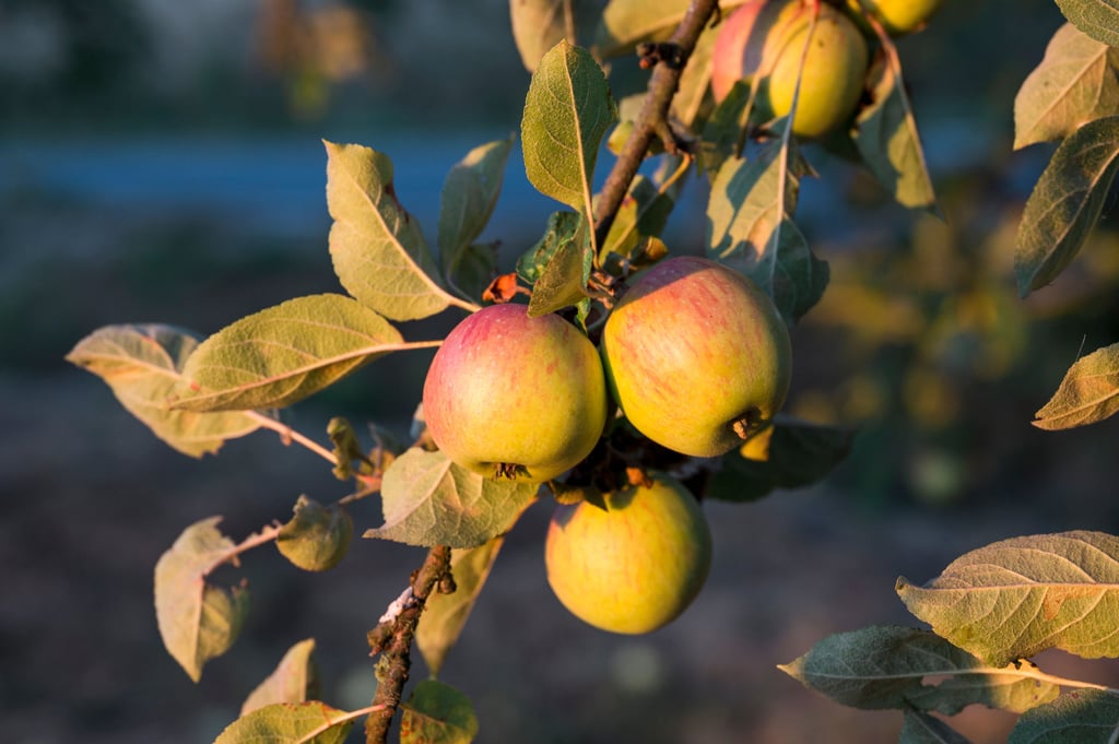 Äpfel, die unter anderem in der Börde wachsen, versprechen einen Vitamin-C-Kick.