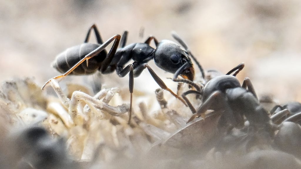 Die invasive Ameisenart Tapinoma magnum breitet sich in Deutschland aus und verursacht Schäden.