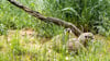 Im Tierpark in Suhl sind Erdmännchen eingezogen. (Symbolfoto)