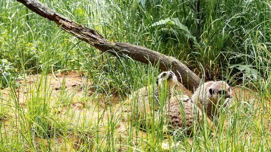 Im Tierpark in Suhl sind Erdmännchen eingezogen. (Symbolfoto)