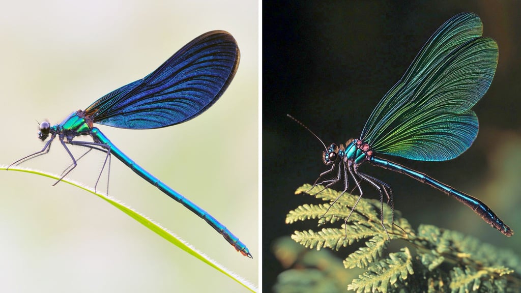 Die Kombo zeigt links ein Foto einer Blauflügel Prachtlibelle, fotografiert von Sebastian Hennigs. Rechts ist ein KI-generiertes Motiv, das auch eine Blauflügel Prachtlibelle darstellen soll, KI-generiert von Matthias Neumann. Das KI-Bild rechts ist fehlerhaft. Insekten haben beispielsweise nur sechs Beine.