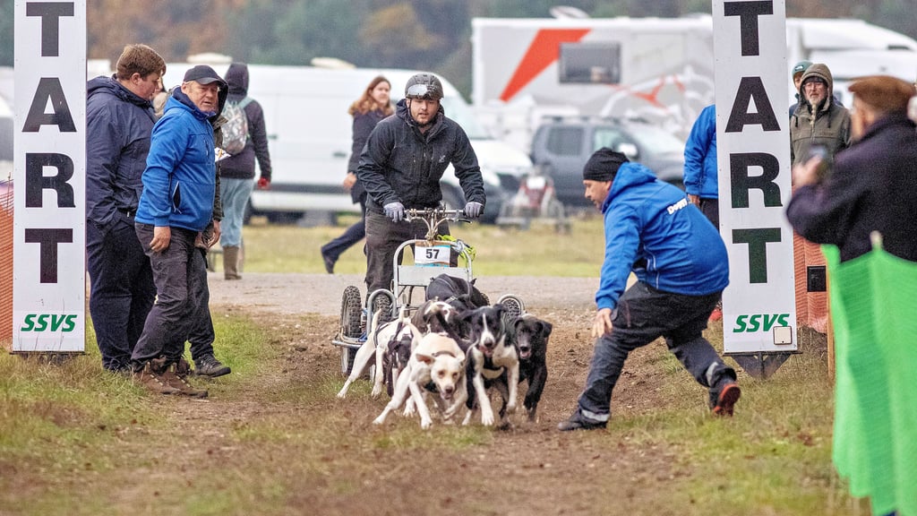 Kaum hat Marcel Kreuzig die Hunde am Start losgelassen, schon jagt sein Sohn Justin mit den acht Hounds davon.