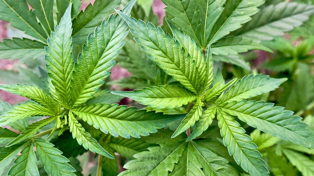 Ein aus Westafrika stammender Mann, der in Salzwedel lebt, hatte mit Drogen gedealt, zu denen auch Cannabis (Foto) gehört. Er ist zu elf Monaten Haft verurteilt worden.