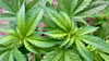 Ein aus Westafrika stammender Mann, der in Salzwedel lebt, hatte mit Drogen gedealt, zu denen auch Cannabis (Foto) gehört. Er ist zu elf Monaten Haft verurteilt worden.