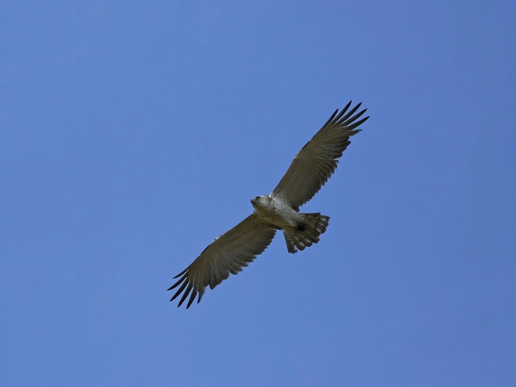 Ein Ornithologe hat den seltenen Adler zufällig entdeckt.