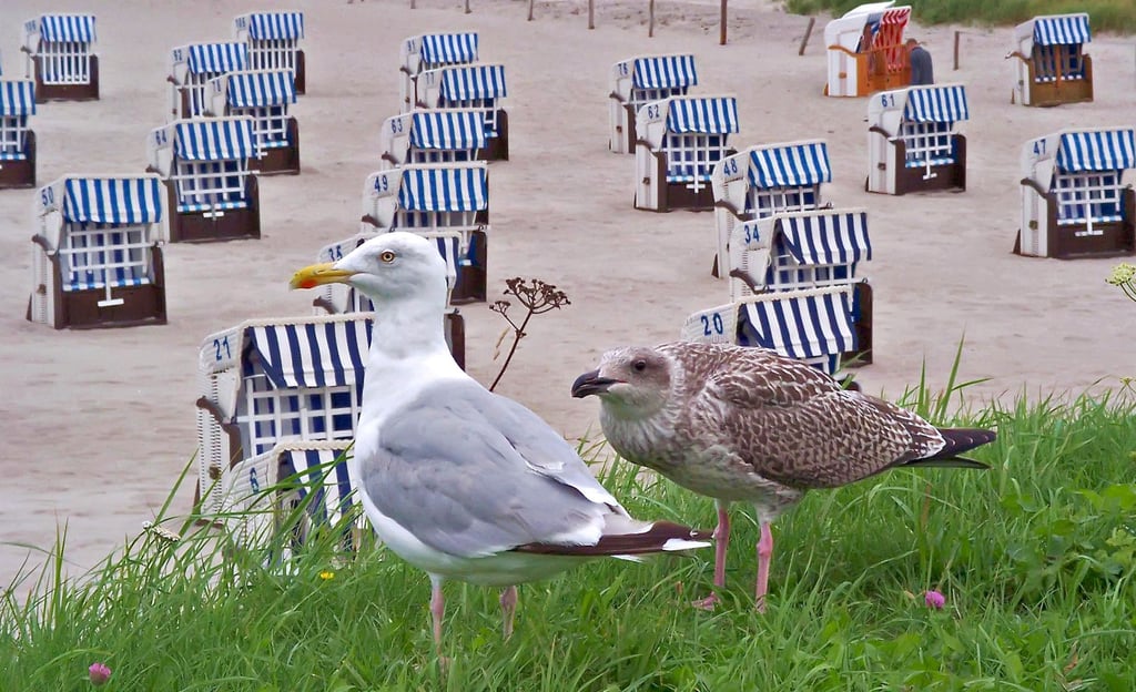 Möwen bringt man normalerweise mit Strand und Meer in Verbindung. Man findet sie aber auch im Salzlandkreis.