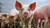Künftig sollen mehr als 11.000 Schweine in der Zuchtanlage in Polkau gehalten werden.