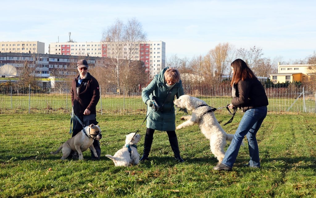 Eine Hundewiese wie hier in Halle-Rosengarten soll in Bernburg nicht geschaffen werden.