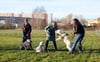Eine Hundewiese wie hier in Halle-Rosengarten soll in Bernburg nicht geschaffen werden.