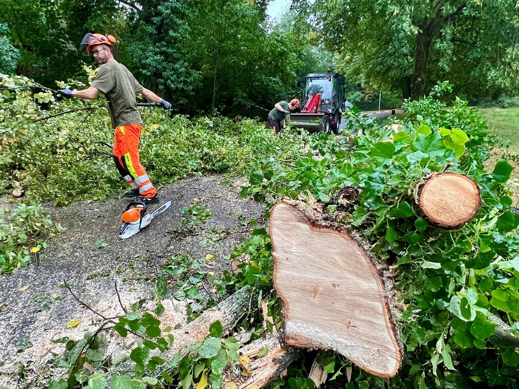 Etliche Bäume wie hier am Werder in Berburg kippten durch die  Sturm um.