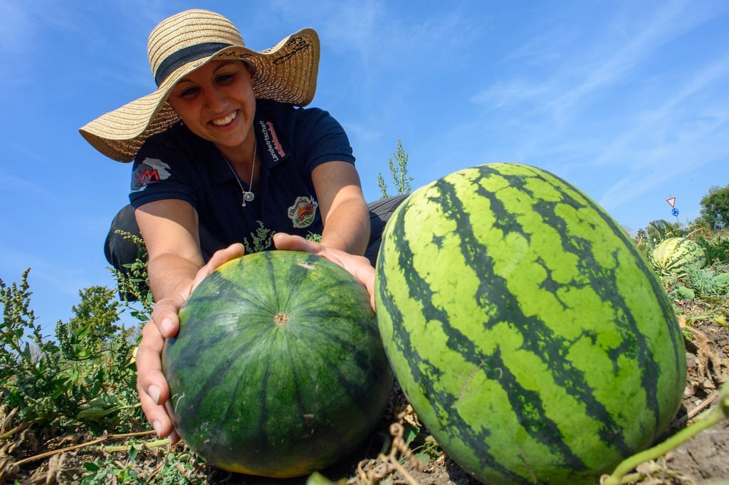 Die Witterungsbedingungen waren in diesem Jahr gut für den Melonenanbau.