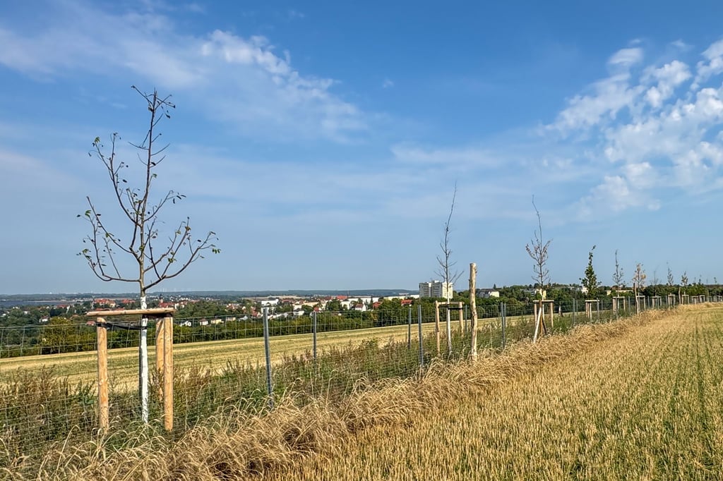Bürger sind in Sorge: Sind junge Bäume bereits tot?