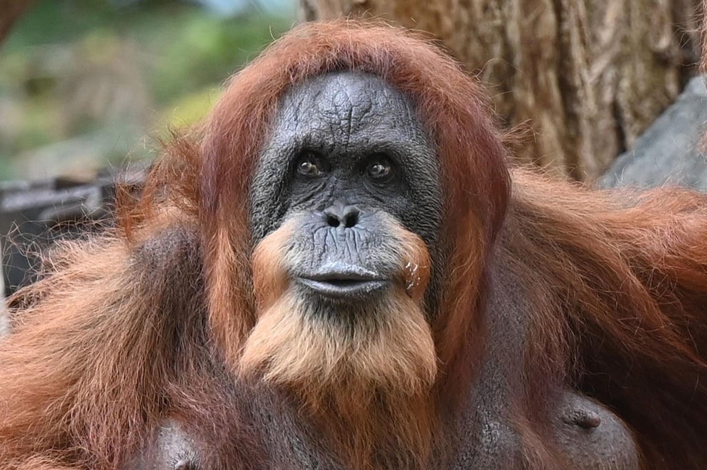 Seit mehr als 60 Jahren lebt Bella schon im Tierpark Hagenbeck - dank menschlicher Pflege und medizinischer Versorgung.
