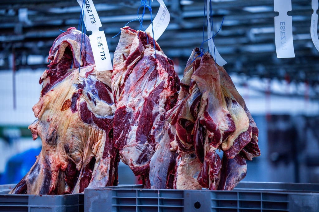 Mehr Rinder als ein Jahr zuvor wurden in der ersten Jahreshälfte 2025 in Thüringen geschlachtet - zudem erzeugten die Betriebe insgesamt mehr Fleisch. (Archivbild)