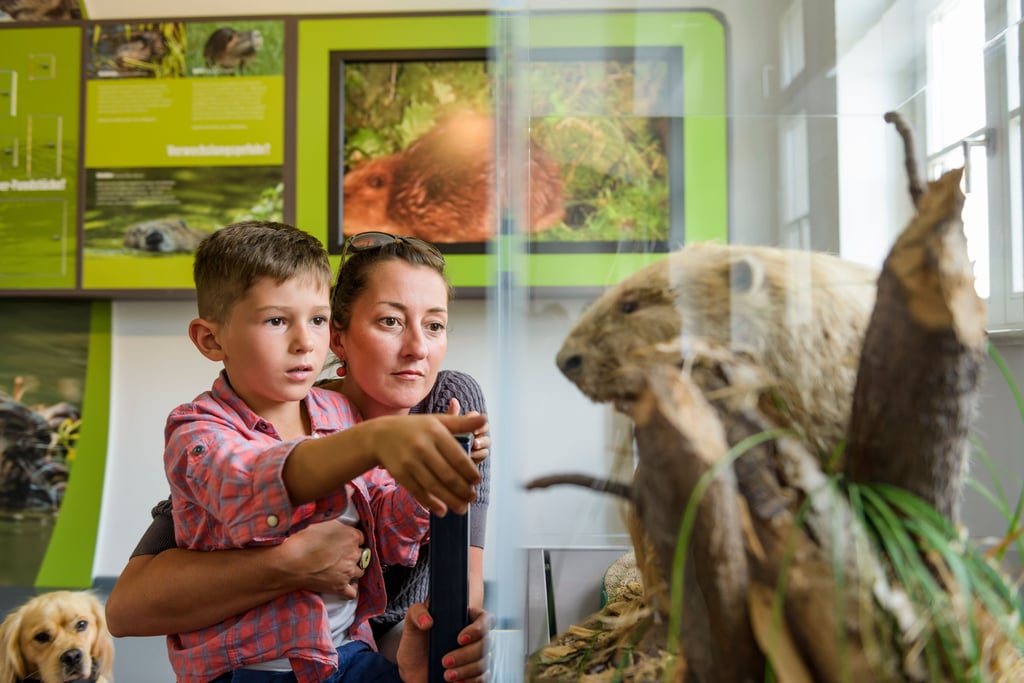 Da ist er, der Biber: Im NaturparkHaus Dübener Heide entdecken Familien die Natur interaktiv und spielerisch“