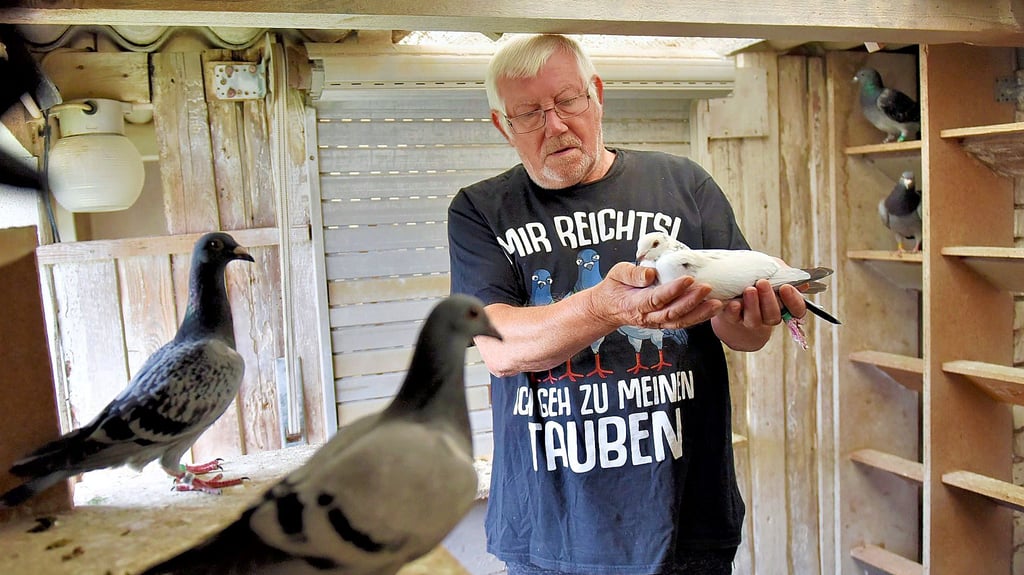 Rainer Rossa aus Klostermanfeld züchtet schon sein ganzes Leben lang Tauben.