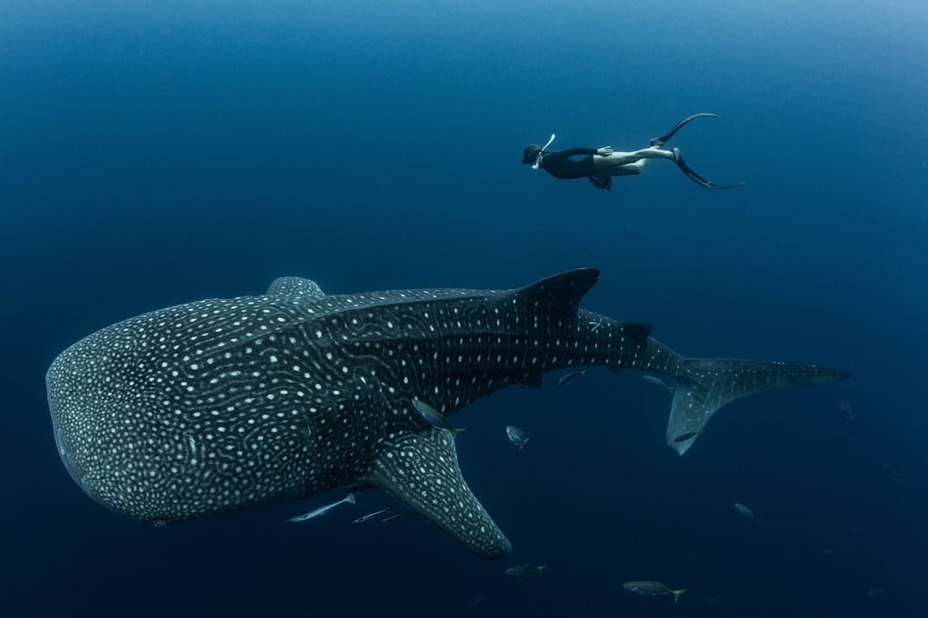 Walhaie sind die größten derzeit lebenden Fische der Erde und faszinieren weltweit Taucher und Schnorchler.