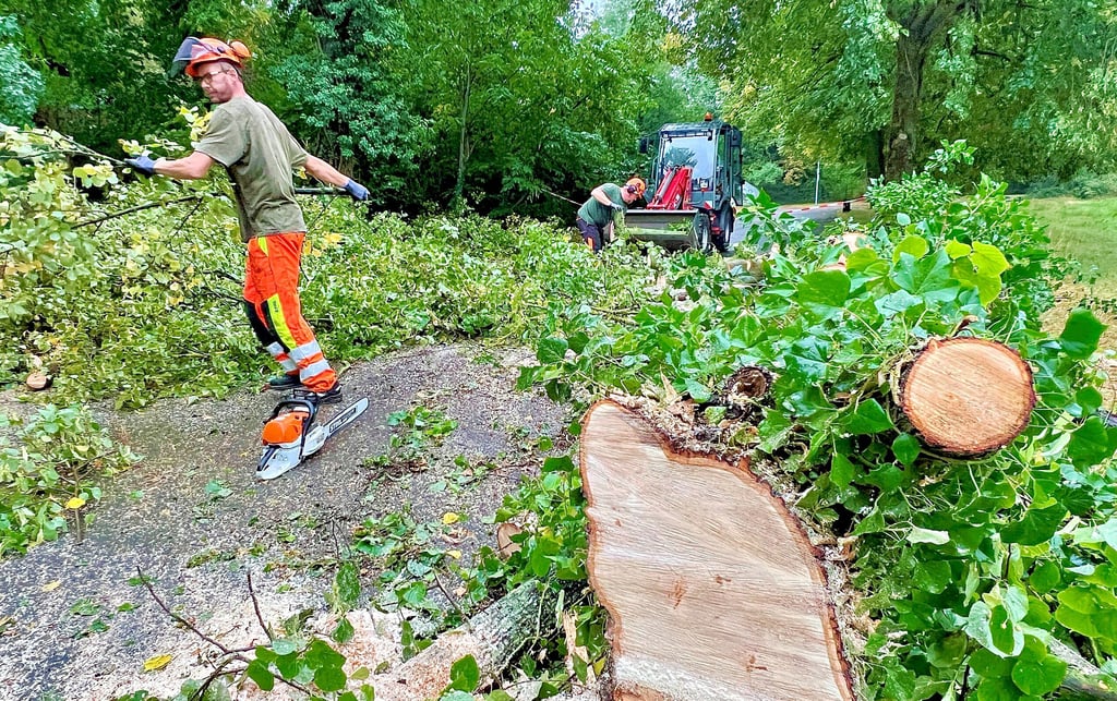 Mehrere Bäume wie hier am Werder in Bernburg kippten durch die Sturm um.