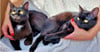 Die Brüder Pluto und Pontus  leben mit Ataxie. Trotzdem spielen und kuscheln sie gern.  Jetzt brauchen  sie dringend eine neue Pflegestelle.