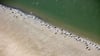 Die Zahl der Seehunde im niedersächsischen Wattenmeer bleibt stabil. (Archivfoto)