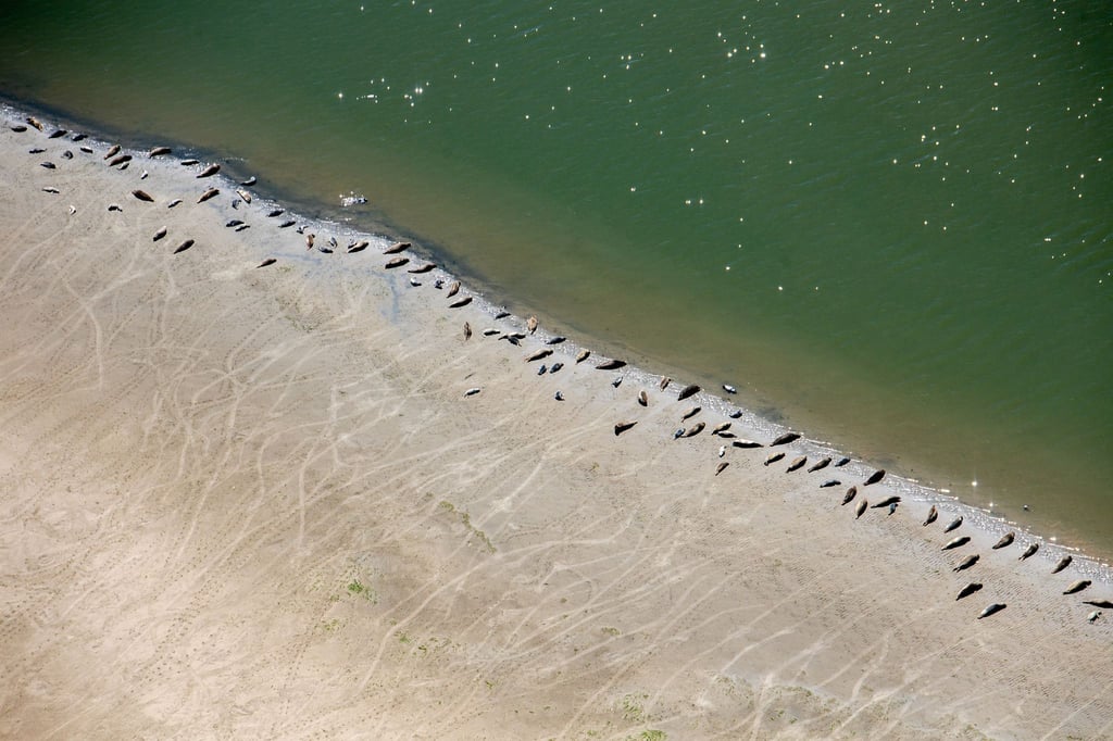 Die Zahl der Seehunde im niedersächsischen Wattenmeer bleibt stabil. (Archivfoto)
