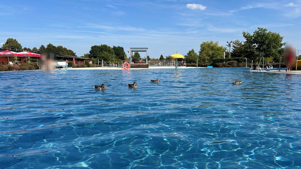 Eine Entenfamilie lebt schon den ganzen Sommer im Freibad in Magdeburg.