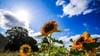 Die Sonne schien im Sommer 2025 oft vom Himmel. (Symbolbild)